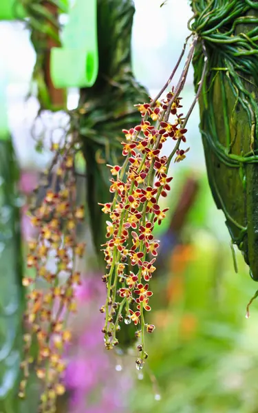 Vacker orkidé blomma — Stockfoto