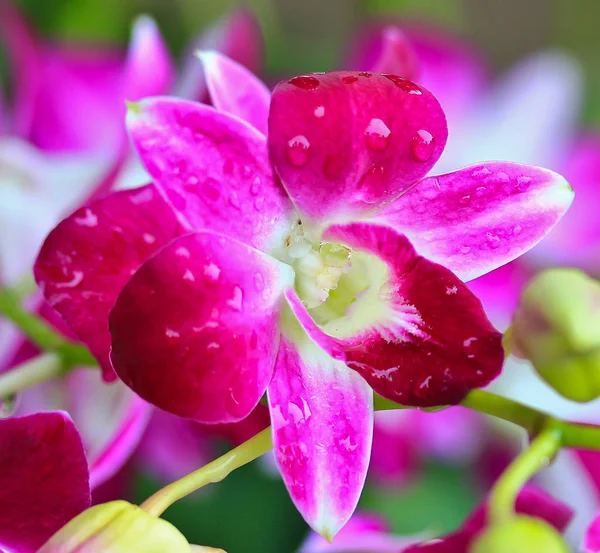 Bela flor de orquídea — Fotografia de Stock