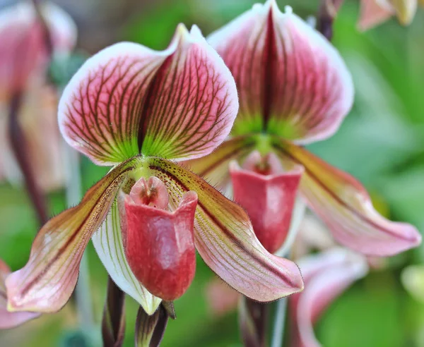 Hermosa flor de orquídea — Foto de Stock