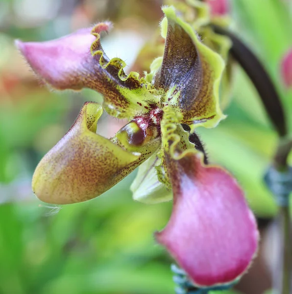 Hermosa flor de orquídea — Foto de Stock