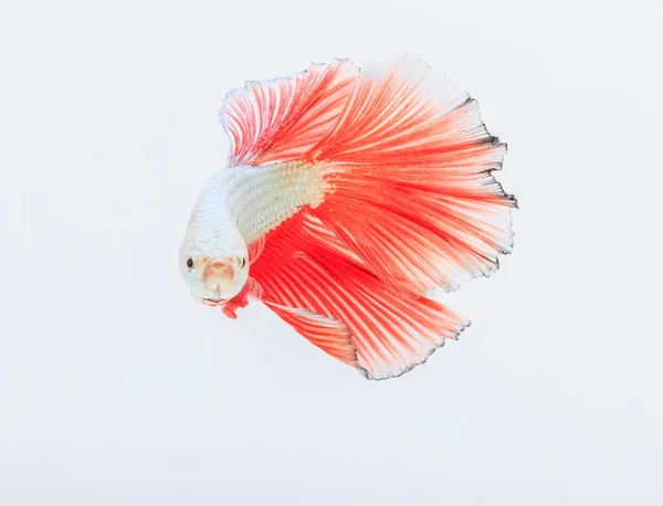 Světlé bojové ryby — Stock fotografie