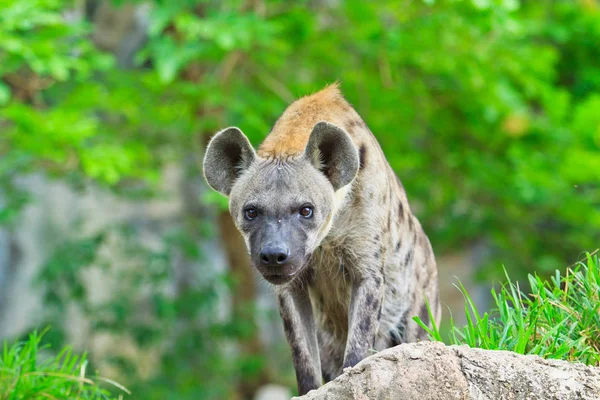 Hiena caza en el bosque — Foto de Stock