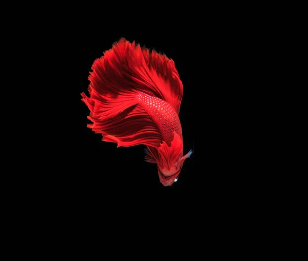 Siamese fighting fish — Stock Photo, Image