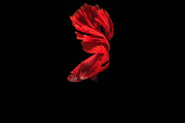 Siamese fighting fish — Stock Photo, Image