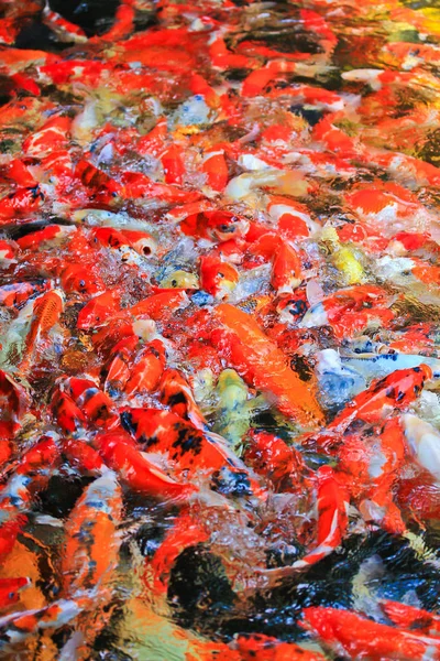 Peces koi en el agua —  Fotos de Stock