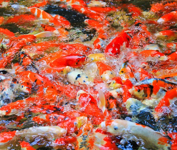 Koi vissen in het water — Stockfoto