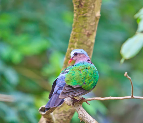 Paloma esmeralda Bird — Foto de Stock