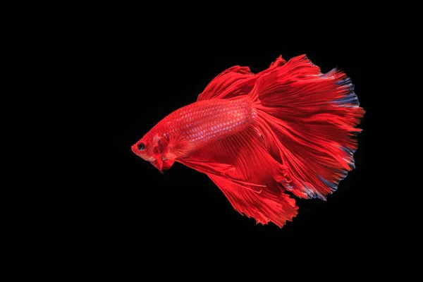 Siamese fighting fish — Stock Photo, Image