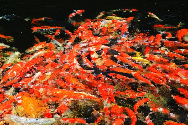 Koi fish in the water — Stock Photo, Image