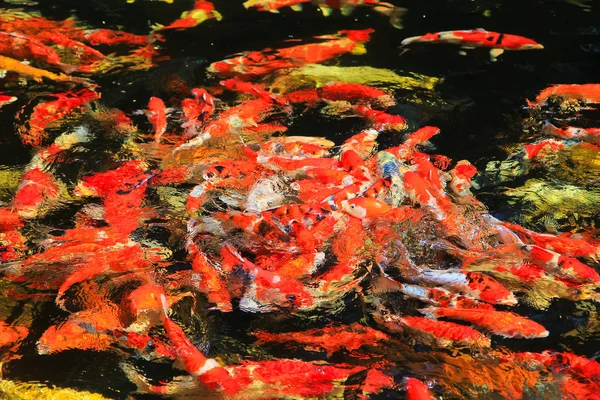Pesce koi in acqua — Foto Stock