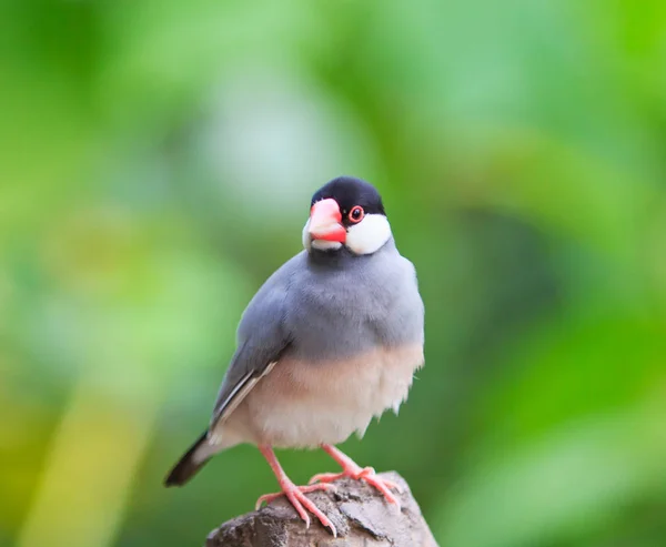 Красивая экзотическая буджеригарская птица — стоковое фото