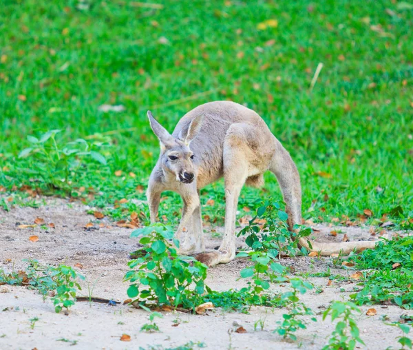 Bruin kangoeroe op groen gras — Stockfoto