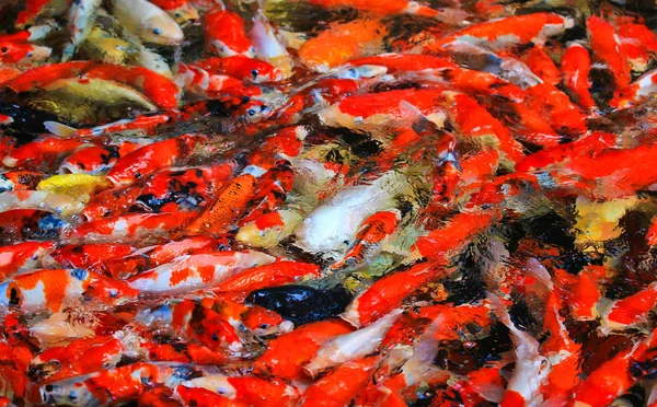 Кои рыбы в воде — стоковое фото
