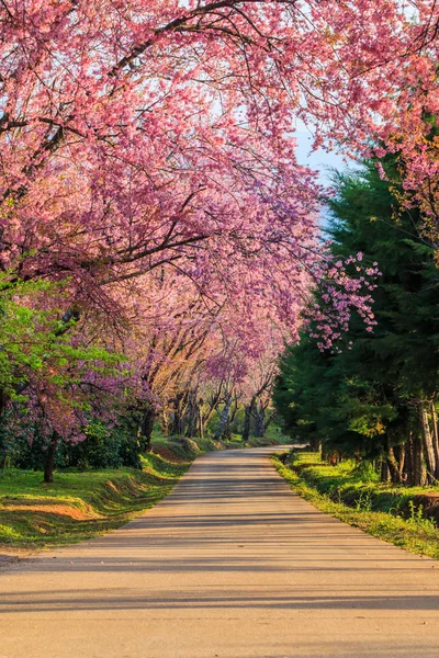 Blossom of Sakura trees — Stock Photo, Image