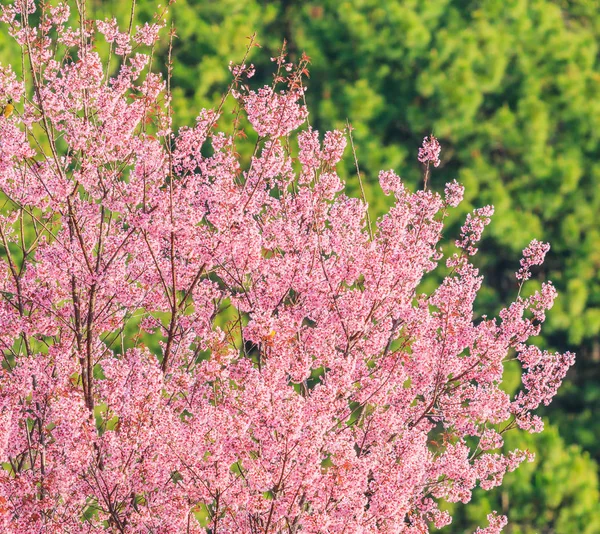 Rosa Blüte von Sakura — Stockfoto