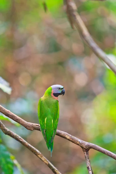Papagaio colorido bonito — Fotografia de Stock