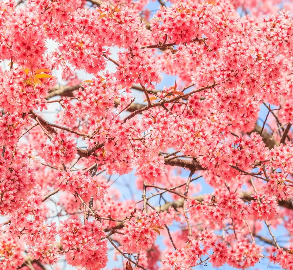 Sakura veya kiraz çiçeği — Stok fotoğraf