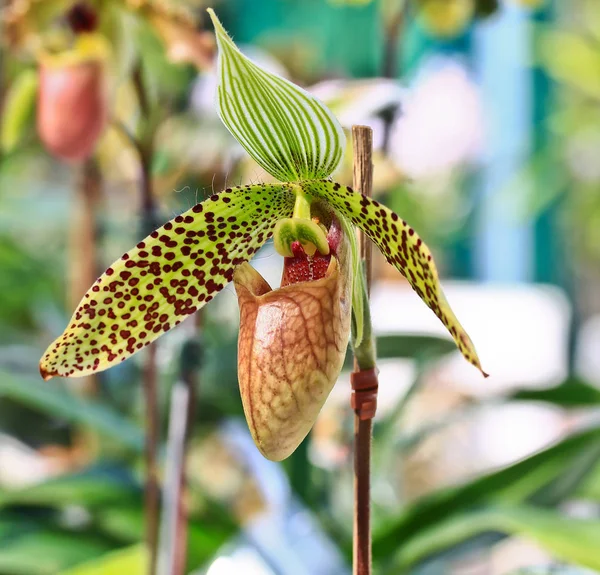 Яркие цветы орхидей — стоковое фото