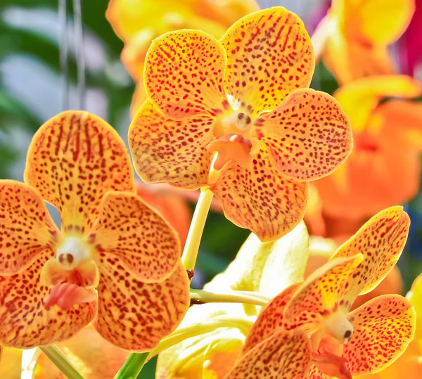 Oranje orchideebloemen — Stockfoto