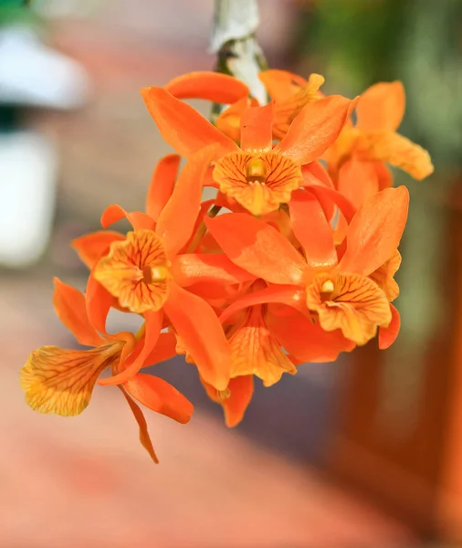 Pomarańczowe kwiaty orchidei — Zdjęcie stockowe