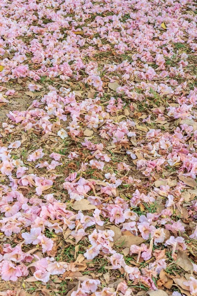 Tabebuia rosor rosa blommor — Stockfoto