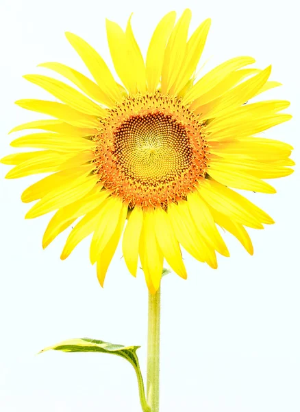 Piękny żółty słonecznik — Zdjęcie stockowe