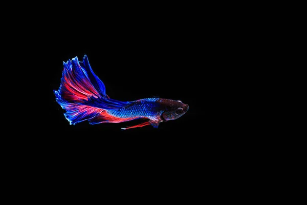 Peixe de combate brilhante — Fotografia de Stock