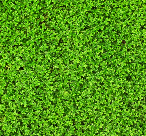 Листочки папоротей зелений — стокове фото