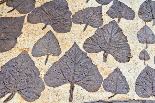 Grey leaves on wall — Stock Photo, Image