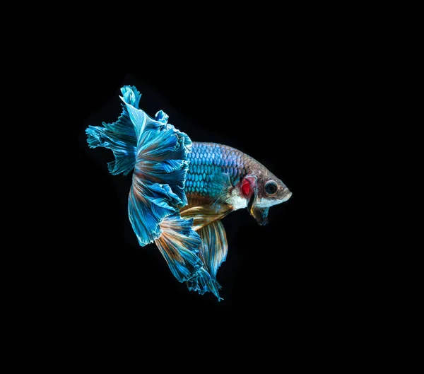 Ljusa fighting fisk — Stockfoto
