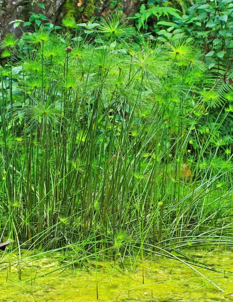 Plantas de papiro verde — Foto de Stock