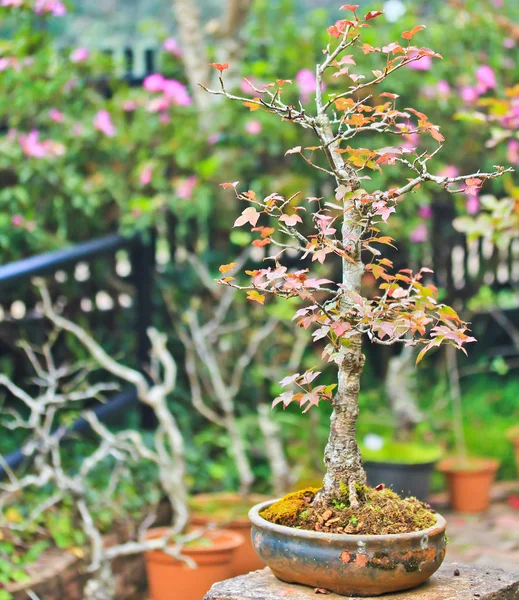 Bonsai fák juhar — Stock Fotó