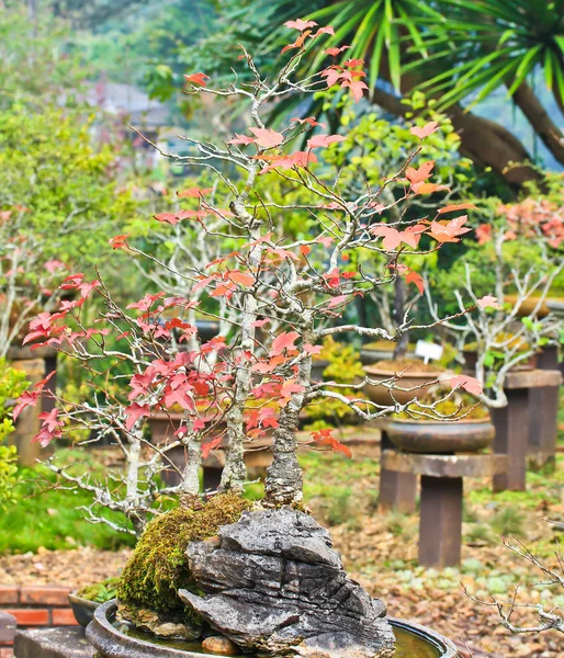 Bonsai bomen esdoorn — Stockfoto