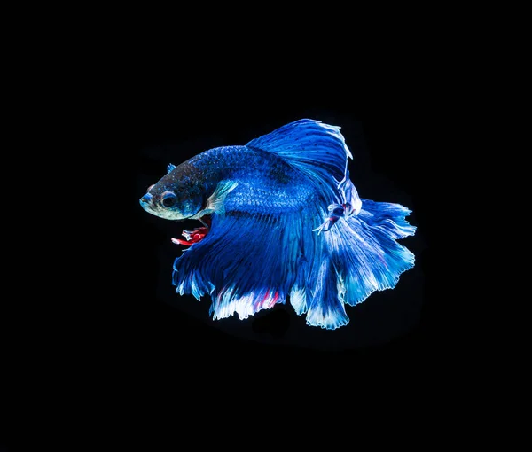 Leuchtender Kampffisch — Stockfoto