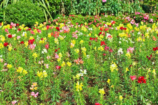 Güzel çiçek bahçesi — Stok fotoğraf