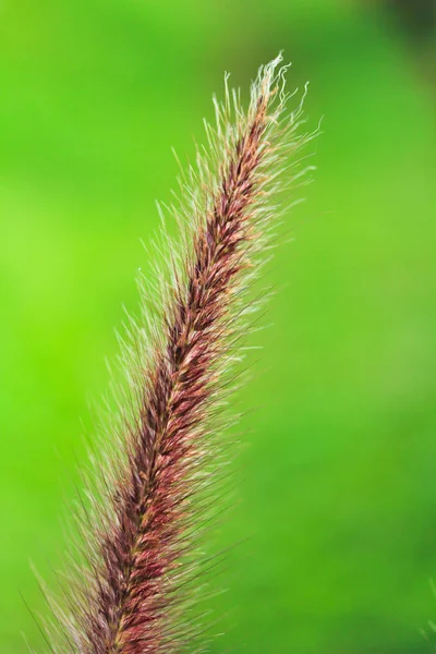 Brown afrikanisches lampenputzergras — Stock Photo, Image