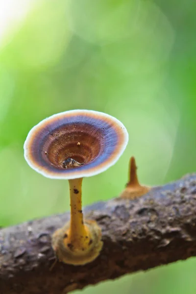 Natuur Brown paddestoelen — Stockfoto