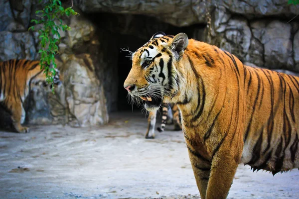 Agressieve tijgers in dierentuin Rechtenvrije Stockfoto's