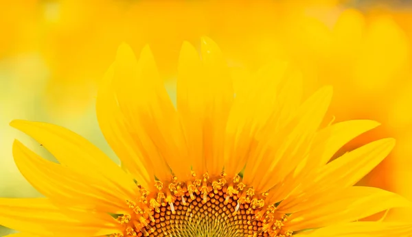 Bellissimo girasole giallo Foto Stock