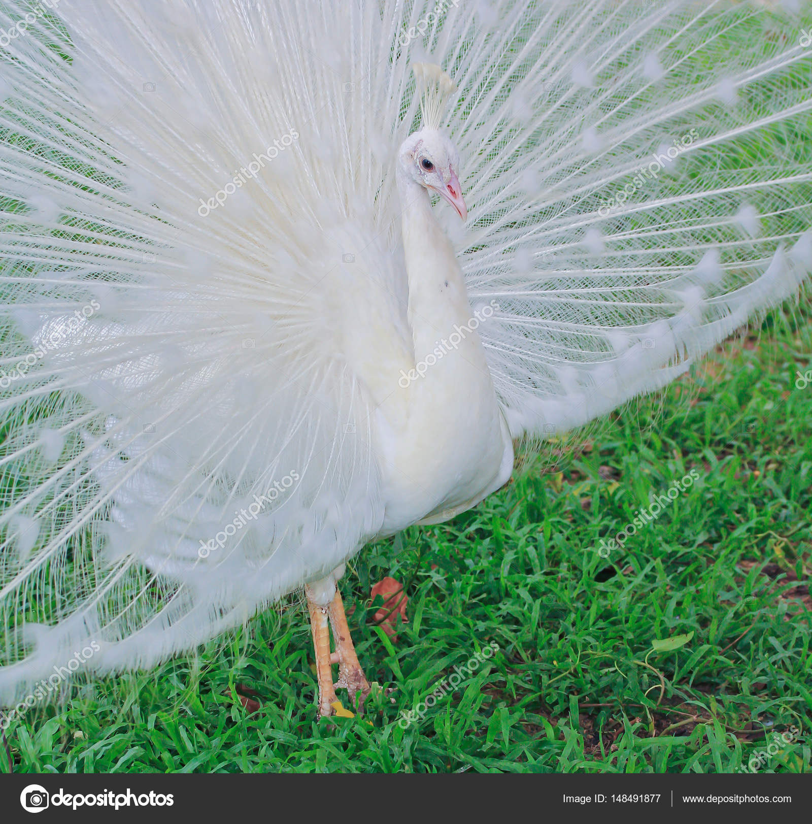 Beautiful white peacock — Stock Photo © Deerphoto 148491877