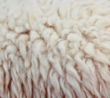 kalın koyun derisi doku