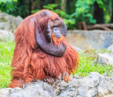 Büyük kahverengi Orangutan