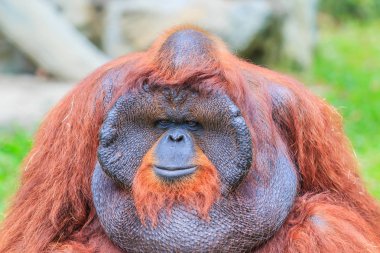 Büyük kahverengi Orangutan