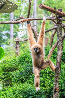 Ağaç dalı Gibbon 