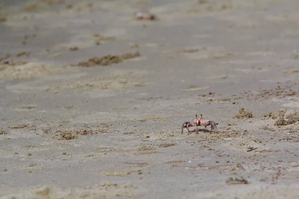 Krabbe am Sandstrand — Stockfoto