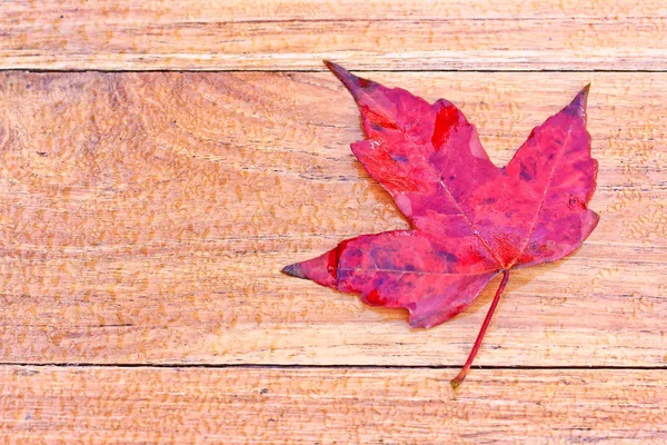 Red maple leaf — Stock Photo, Image