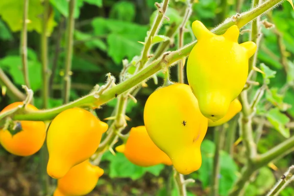 Aubergine,solanum mammosum plant — Stock Photo, Image