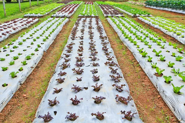 Parcelas de hortalizas en la granja —  Fotos de Stock