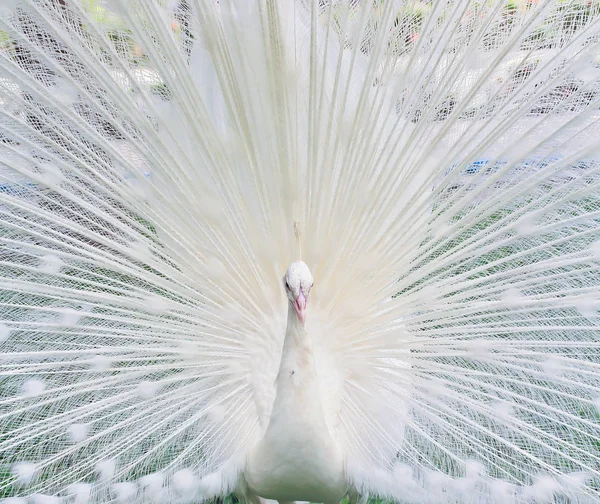 Bellissimo pavone bianco — Foto Stock