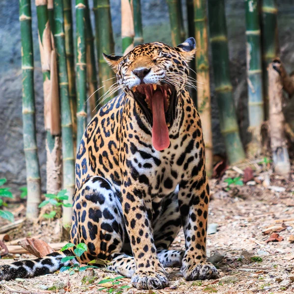 Belle Jaguar sauvage — Photo